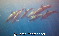 A pod of about 20 spotted dolphins joined divers off Jupi... by Karen Christopher 